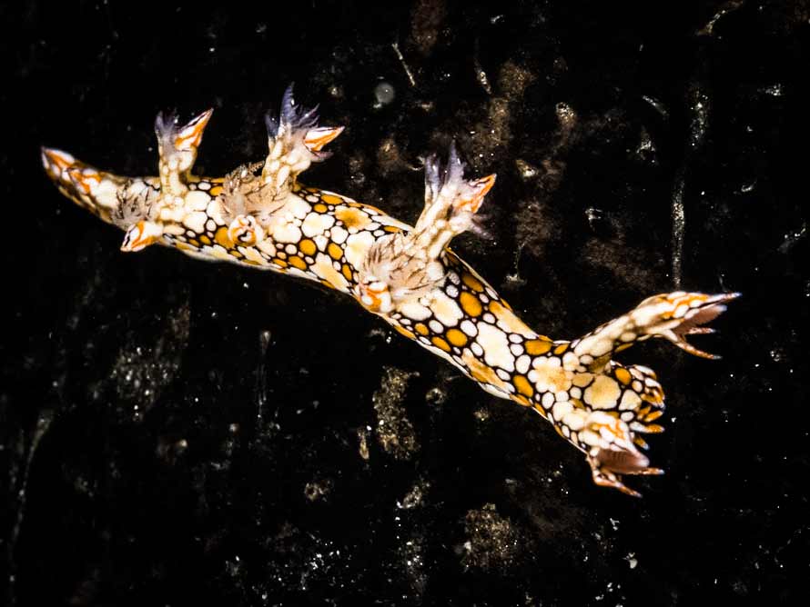 Biuve fulvipunctata